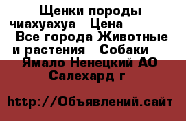 Щенки породы чиахуахуа › Цена ­ 12 000 - Все города Животные и растения » Собаки   . Ямало-Ненецкий АО,Салехард г.